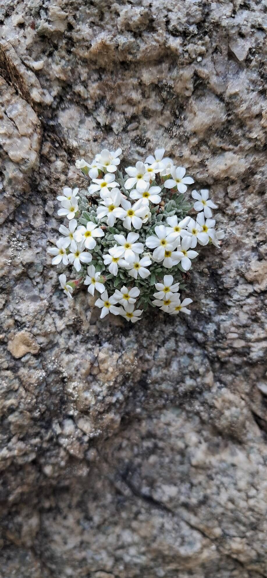 Androsace argentea flower
