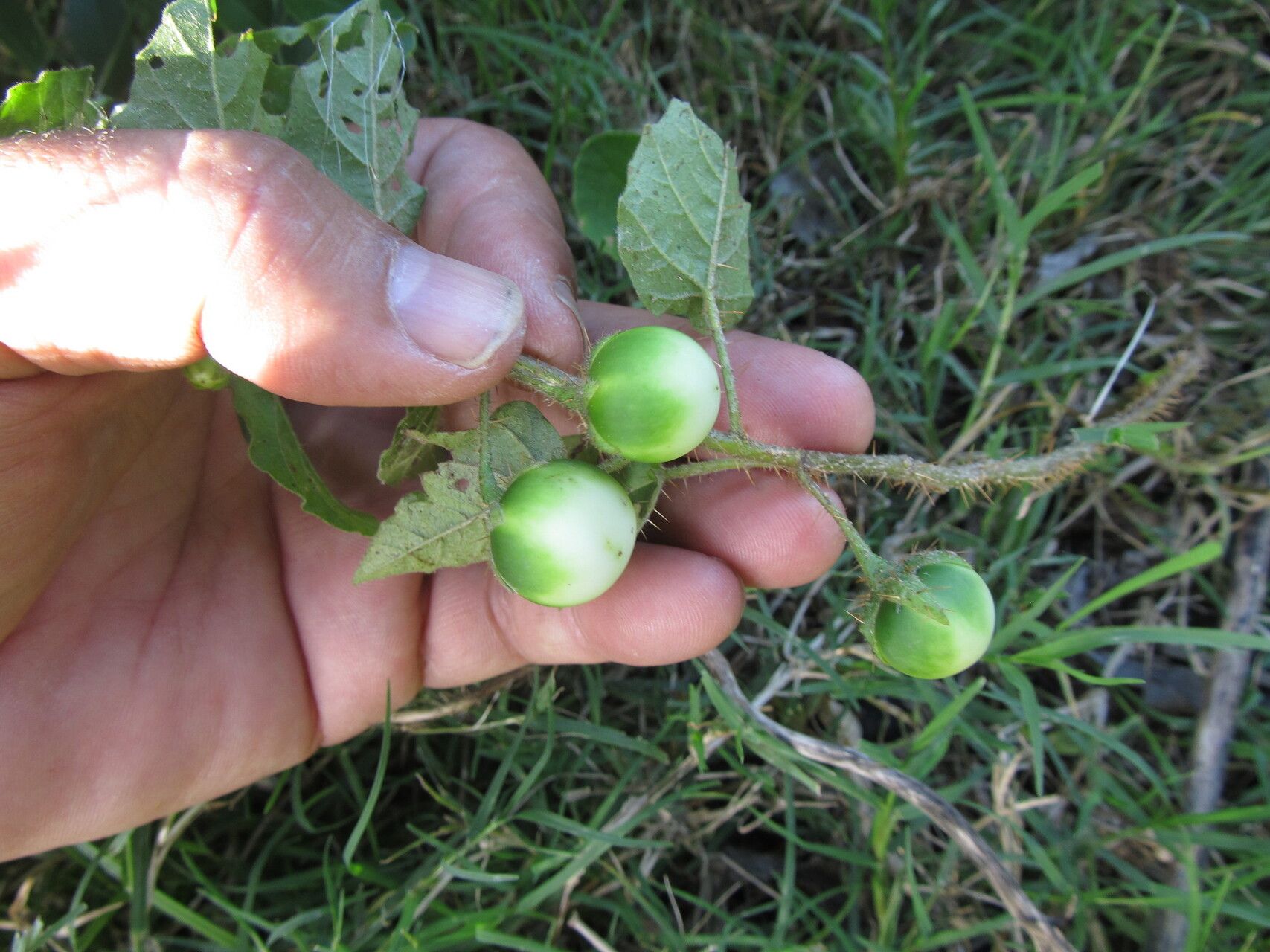 Solanum platense fruit