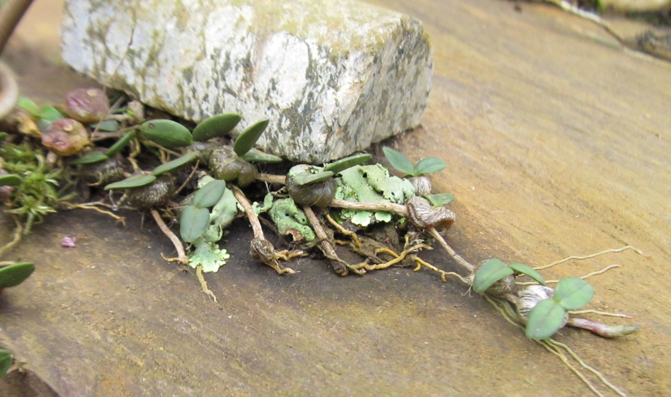 Bulbophyllum sanfordii leaf