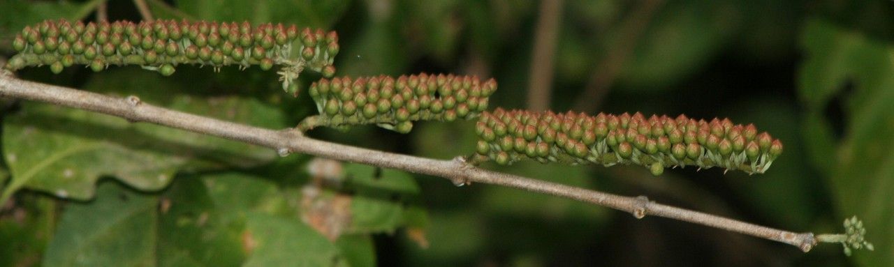 Combretum farinosum fruit