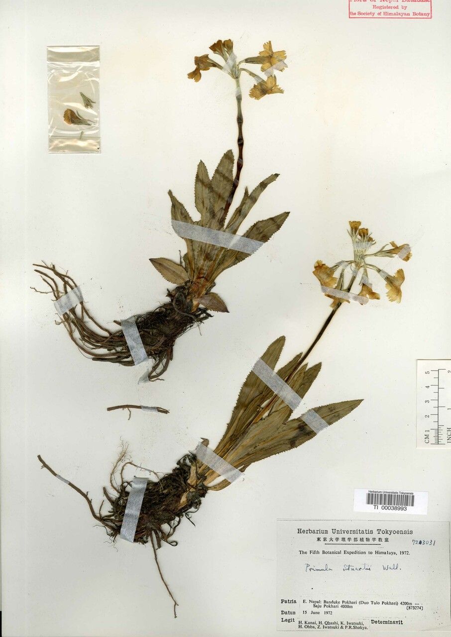 Primula stuartii other