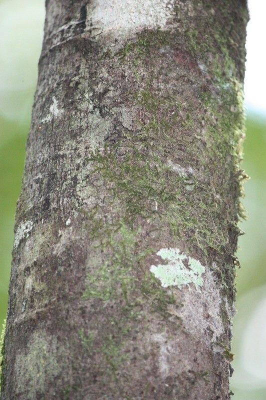 Ficus mauritiana bark