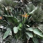 Strelitzia reginae