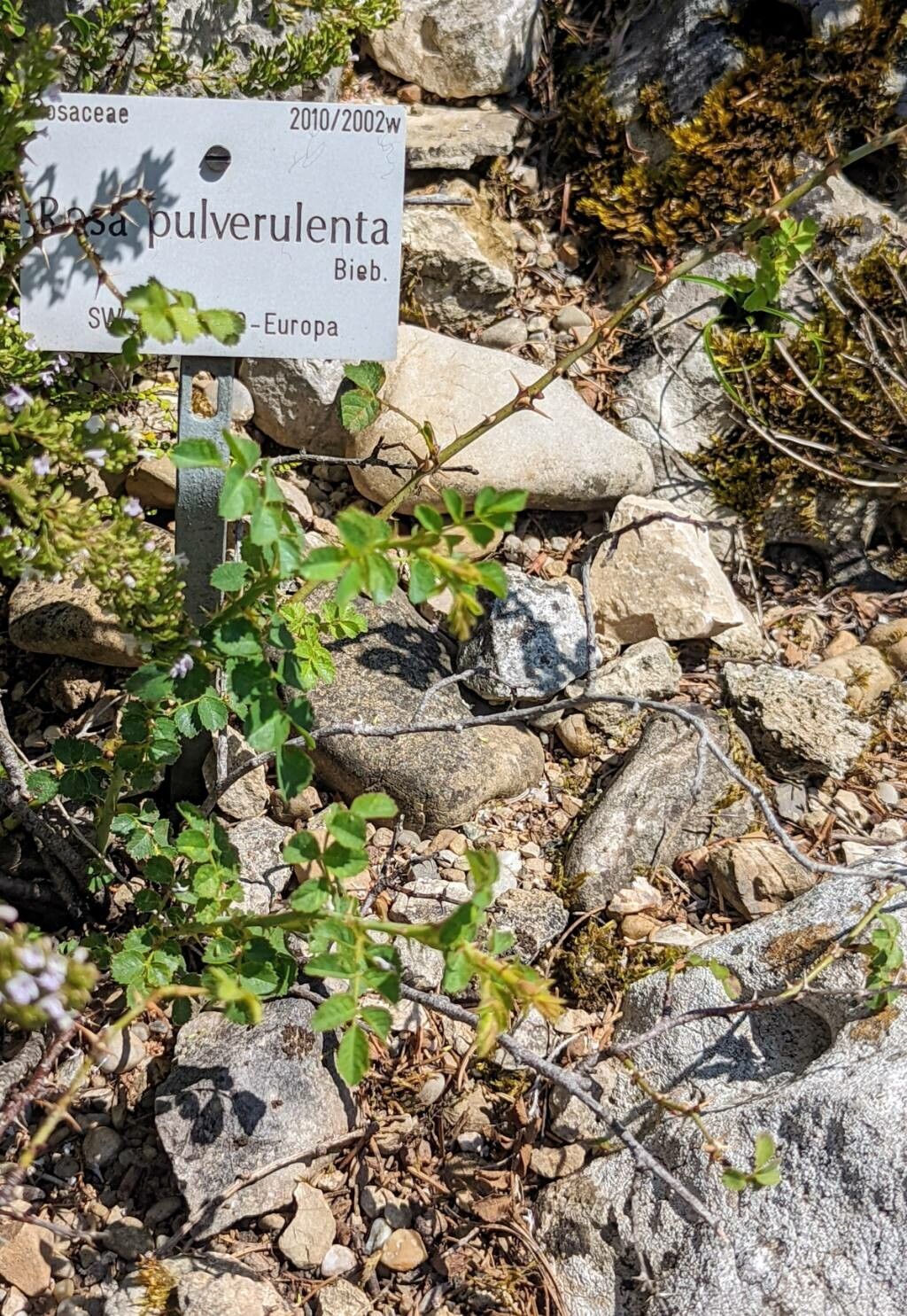 Rosa pulverulenta habit