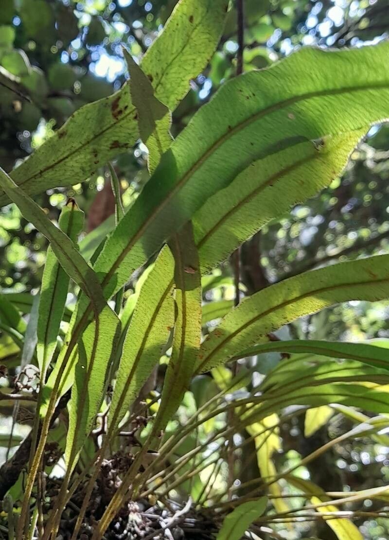 Elaphoglossum eggersii — houseplant care guide