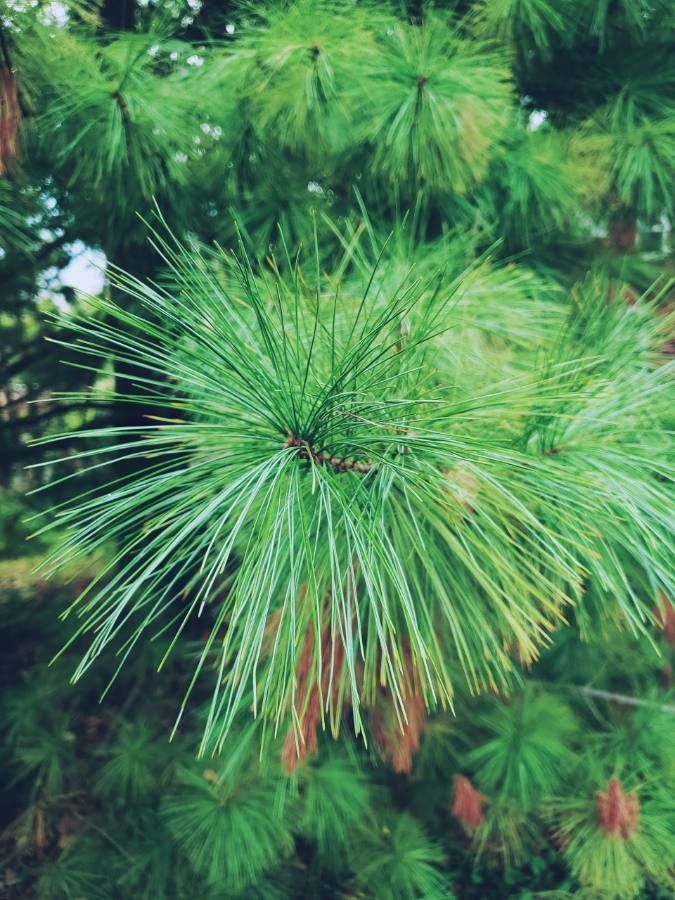 Pinus palustris flower