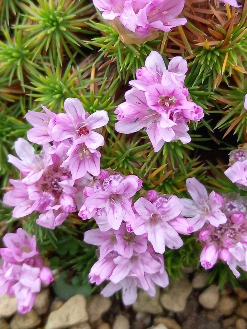 Armeria filicaulis flower