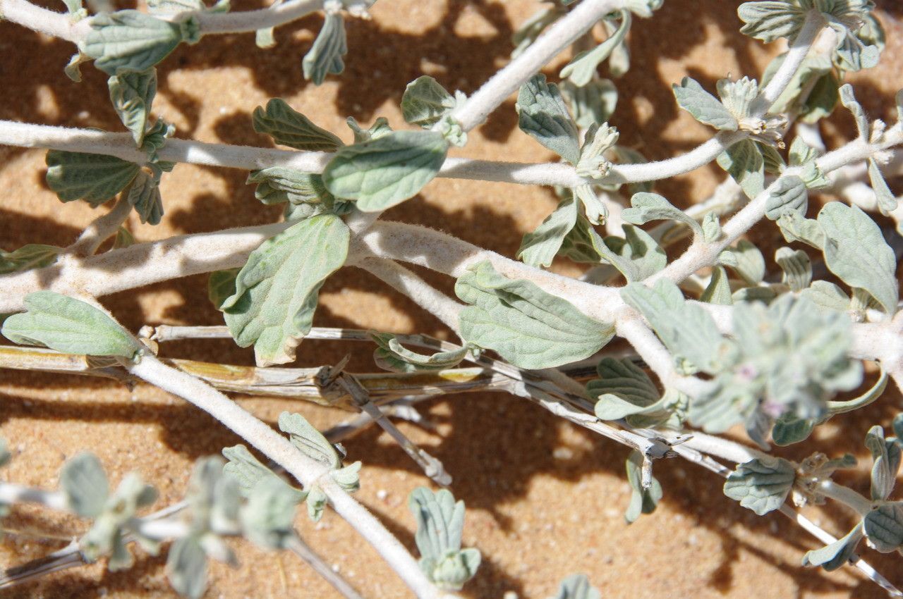 Marrubium deserti leaf