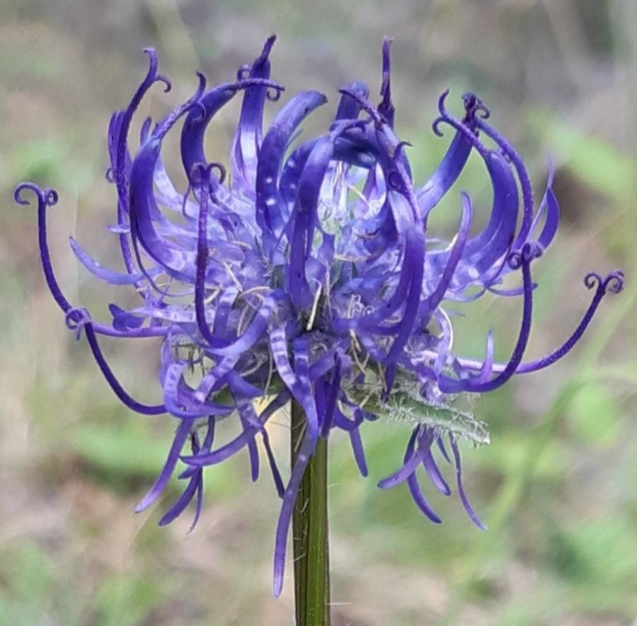 Phyteuma orbiculare flower