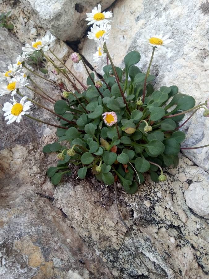 Bellium crassifolium flower
