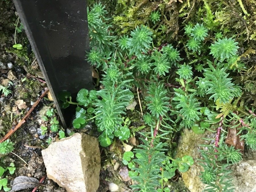 Petrosedum amplexicaule leaf