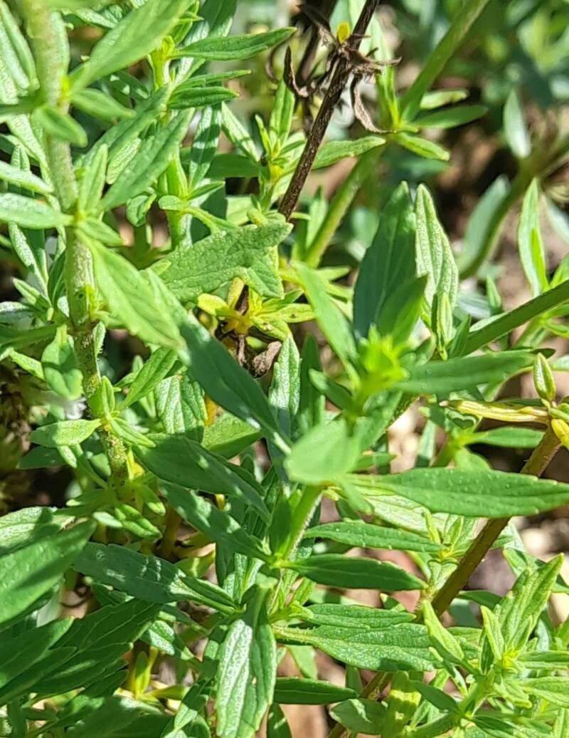 Nepeta podostachys — houseplant care guide