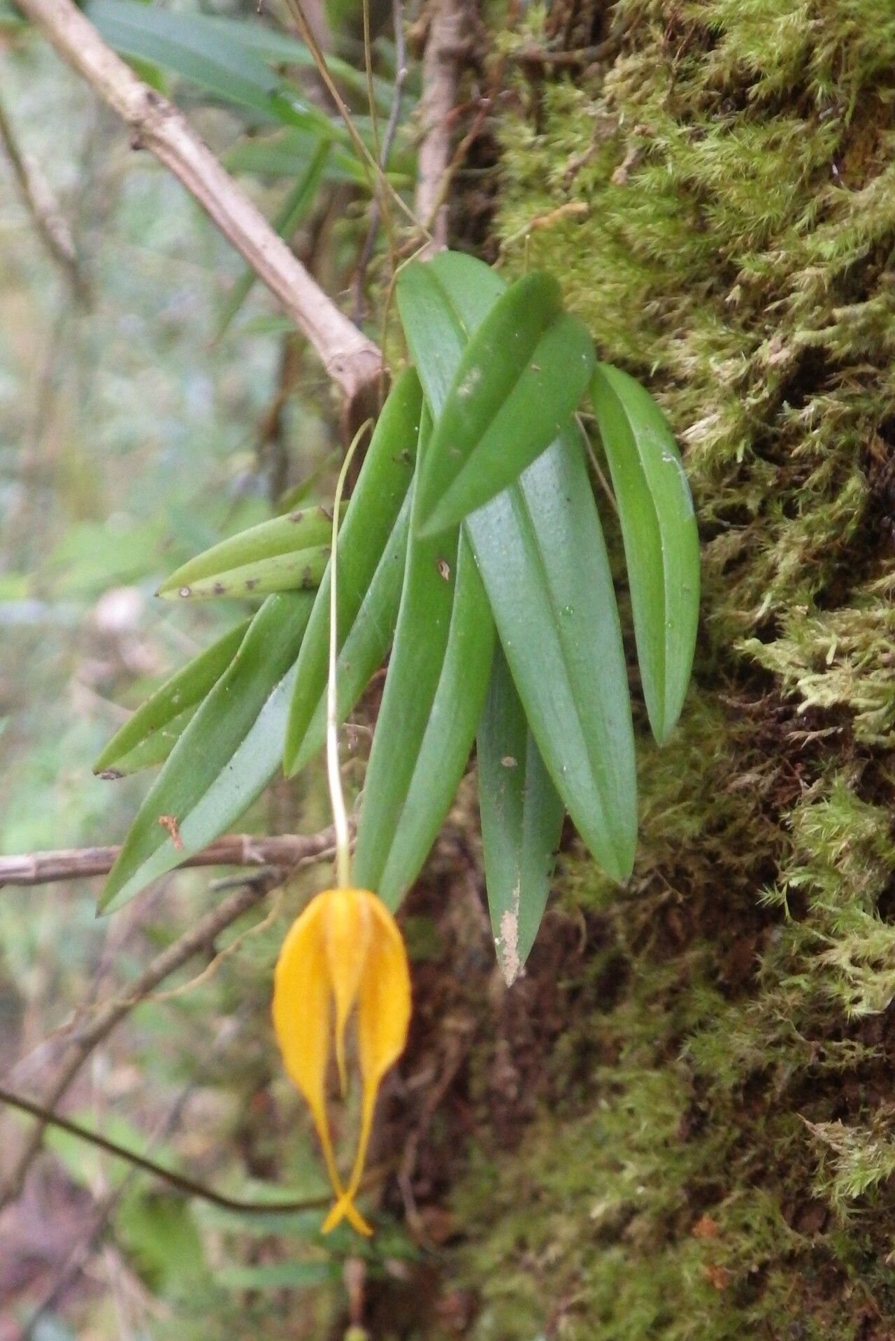 Bulbophyllum nasica — houseplant care guide