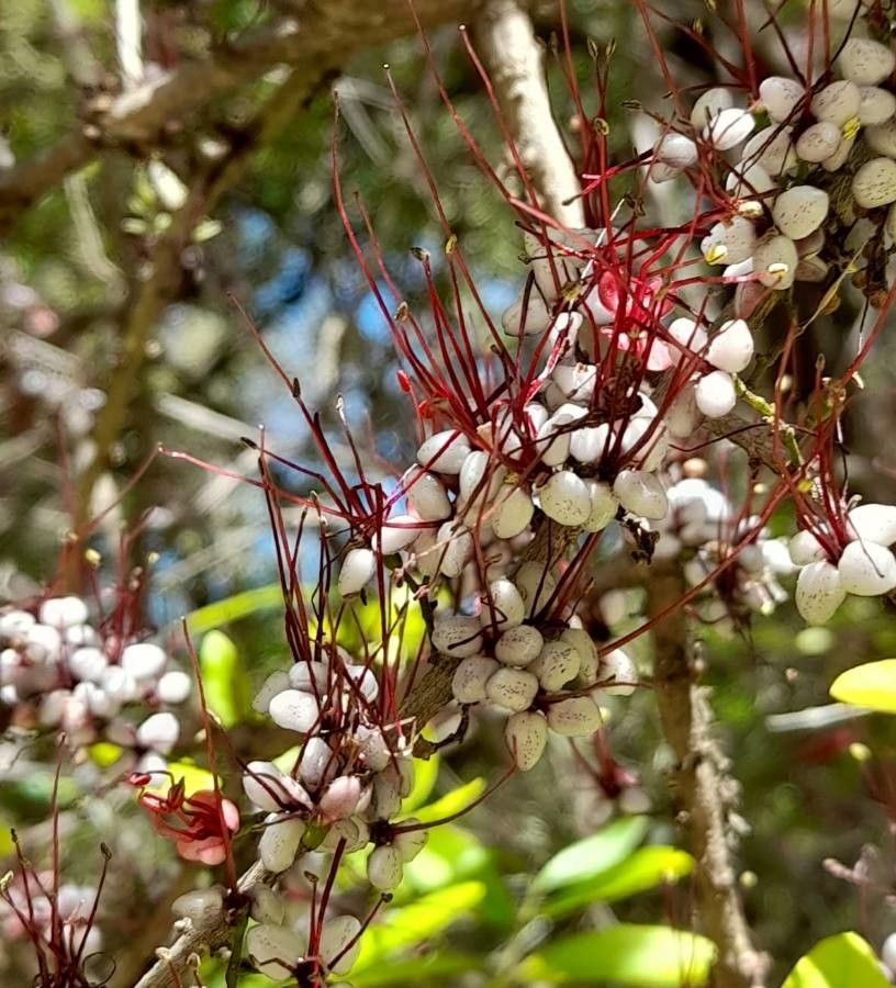 Myrrhinium atropurpureum flower