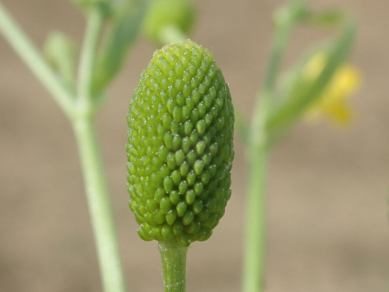 Ranunculus sceleratus fruit