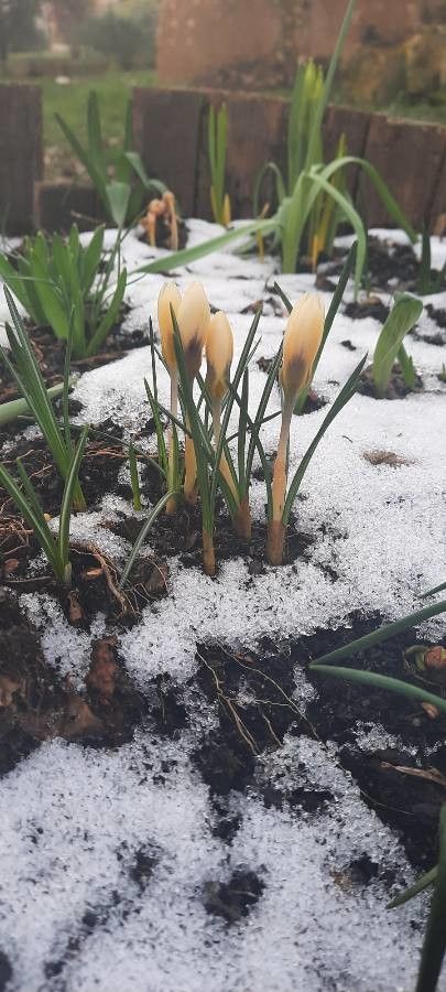 Crocus chrysanthus bark