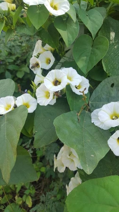 Turbina corymbosa flower
