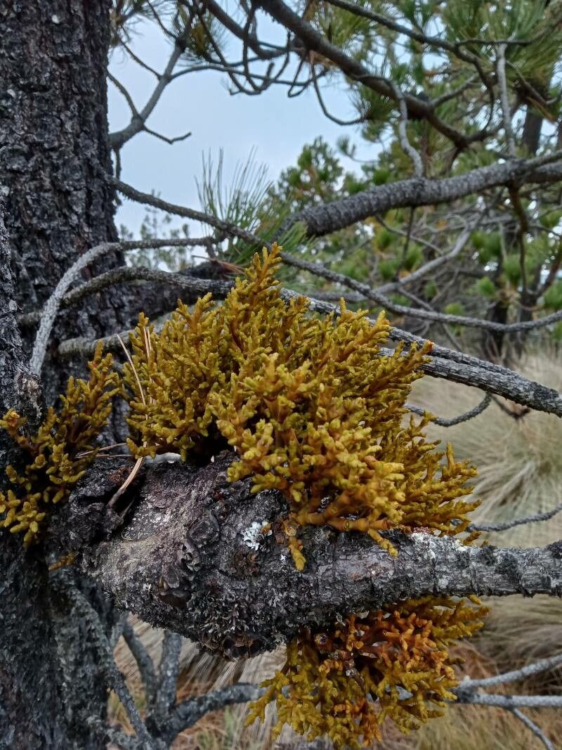 Arceuthobium globosum habit