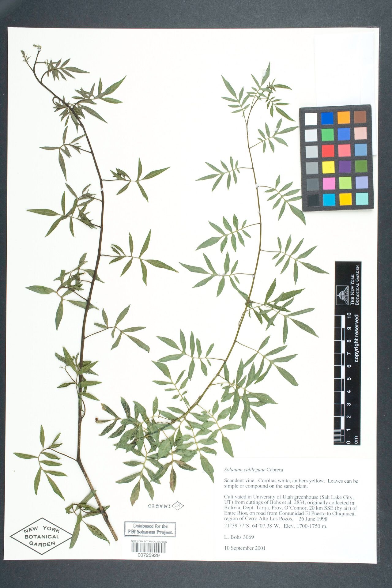 Solanum calileguae — houseplant care guide