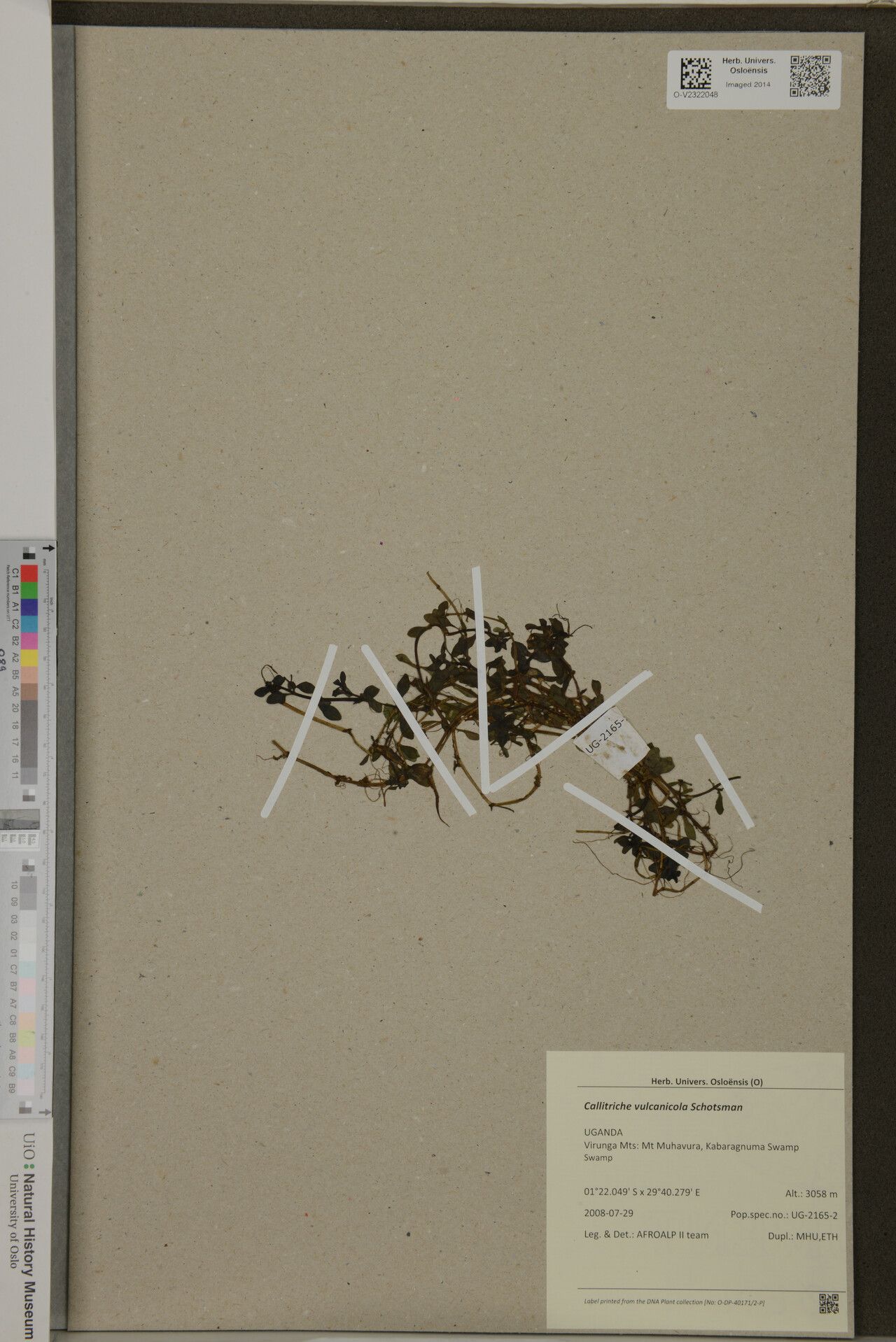 Callitriche vulcanicola — houseplant care guide