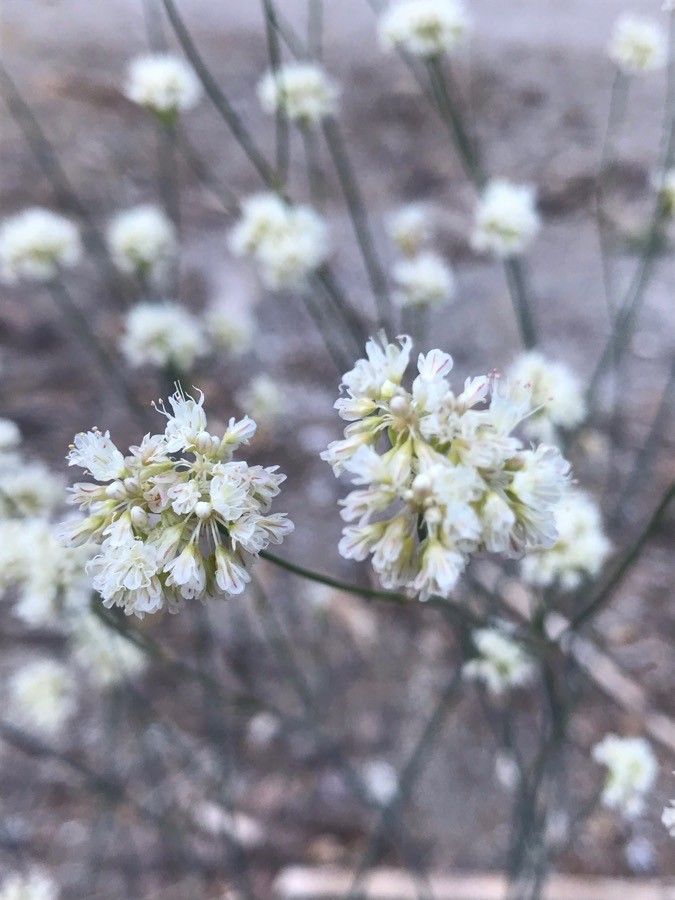 Eriogonum saxatile flower
