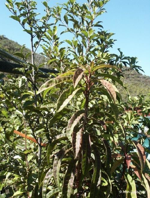 Bocquillonia spicata habit