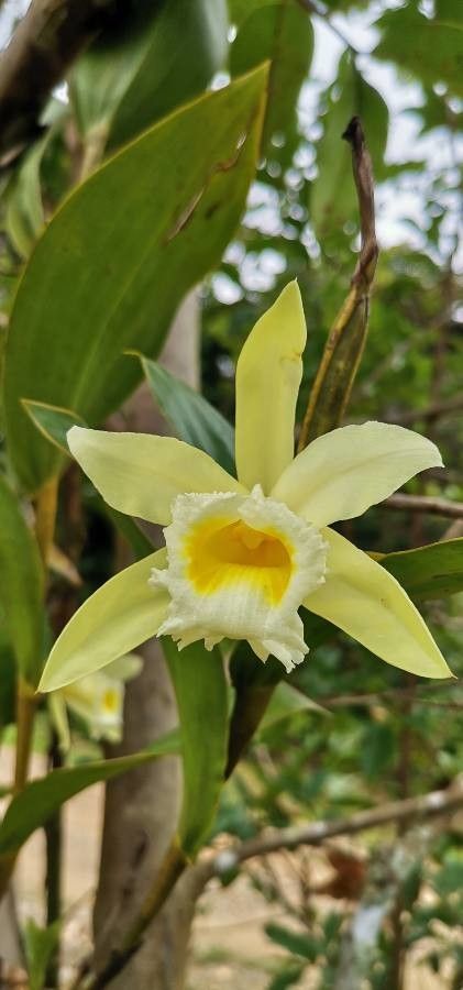 Sobralia mucronata — houseplant care guide