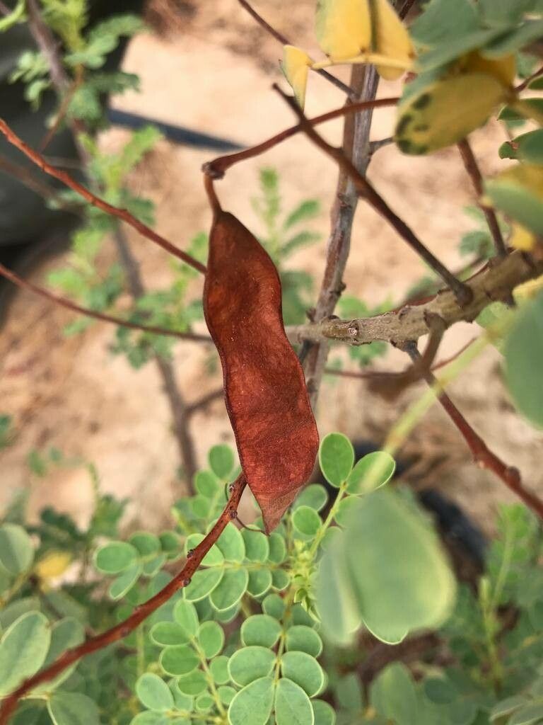 Senna auriculata fruit