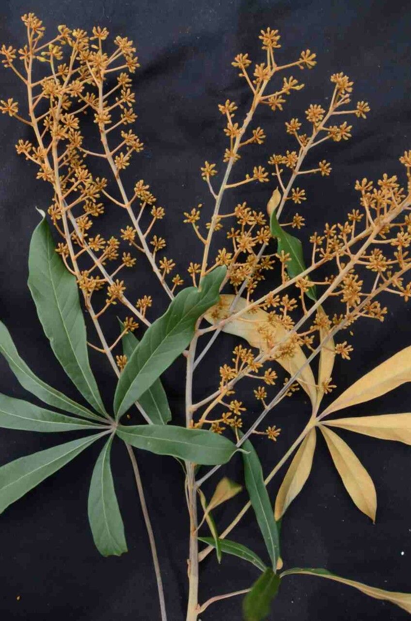 Schefflera vinosa flower