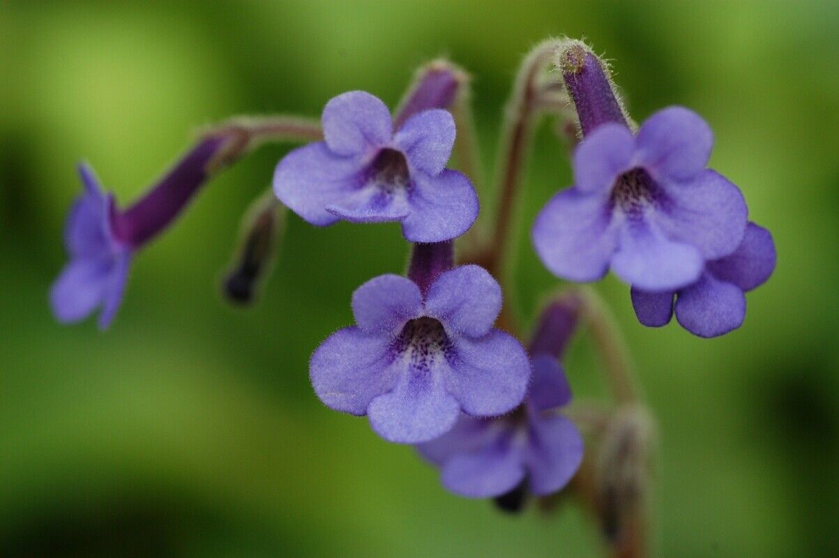 Streptocarpus itremensis — search result for 'Streptocarpus'