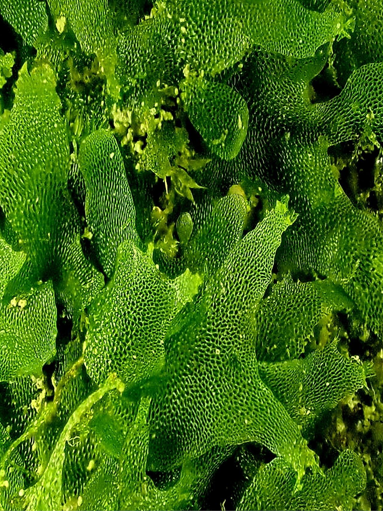 Vittaria appalachiana — houseplant care guide