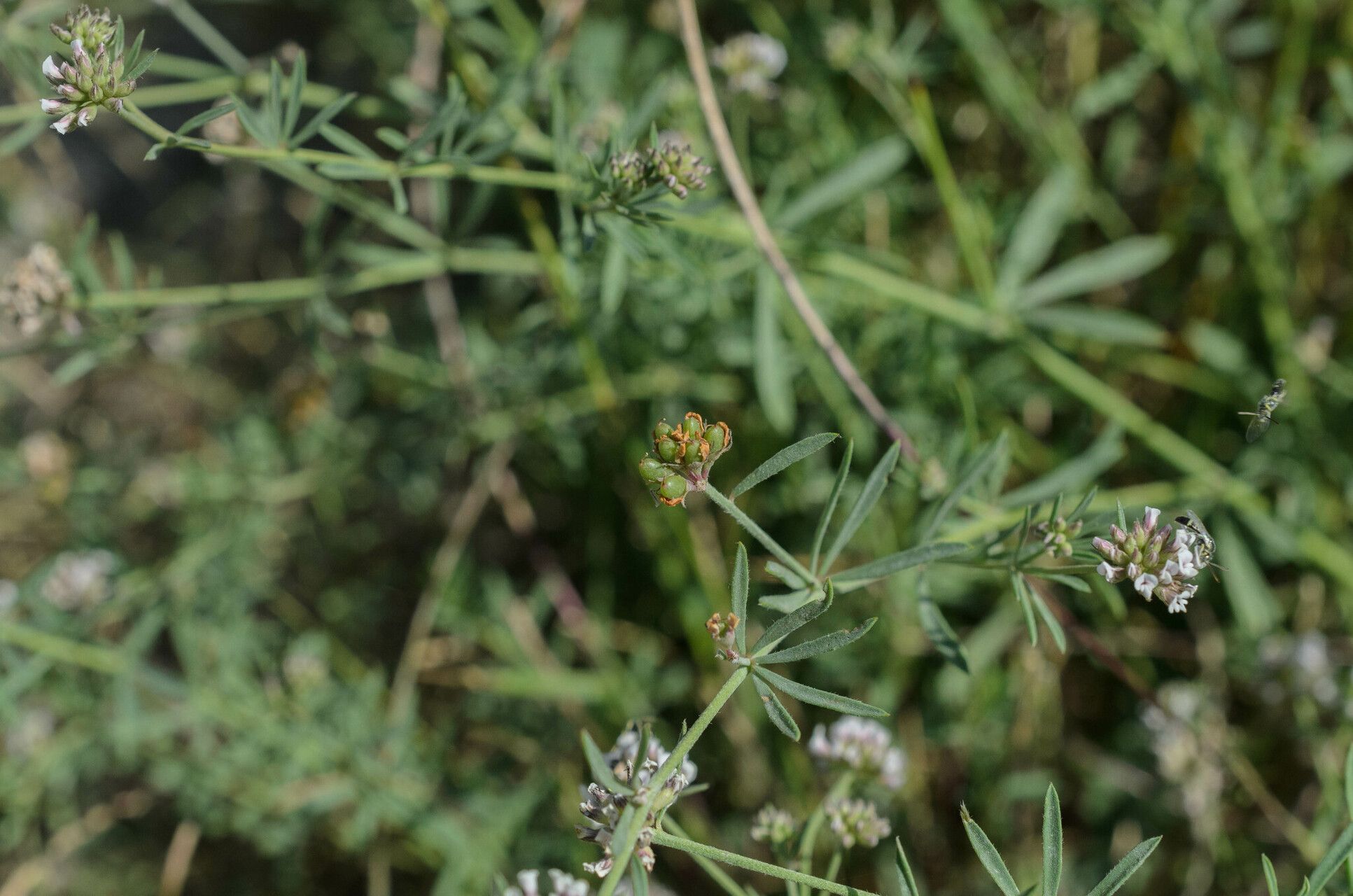 Lotus jordanii fruit