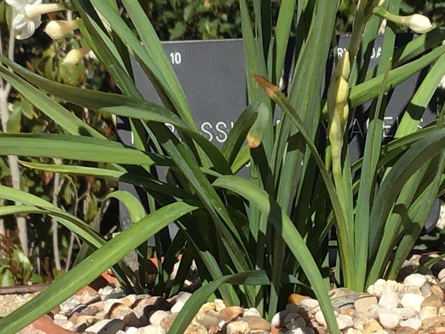 Narcissus papyraceus