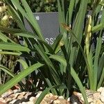 Narcissus papyraceus