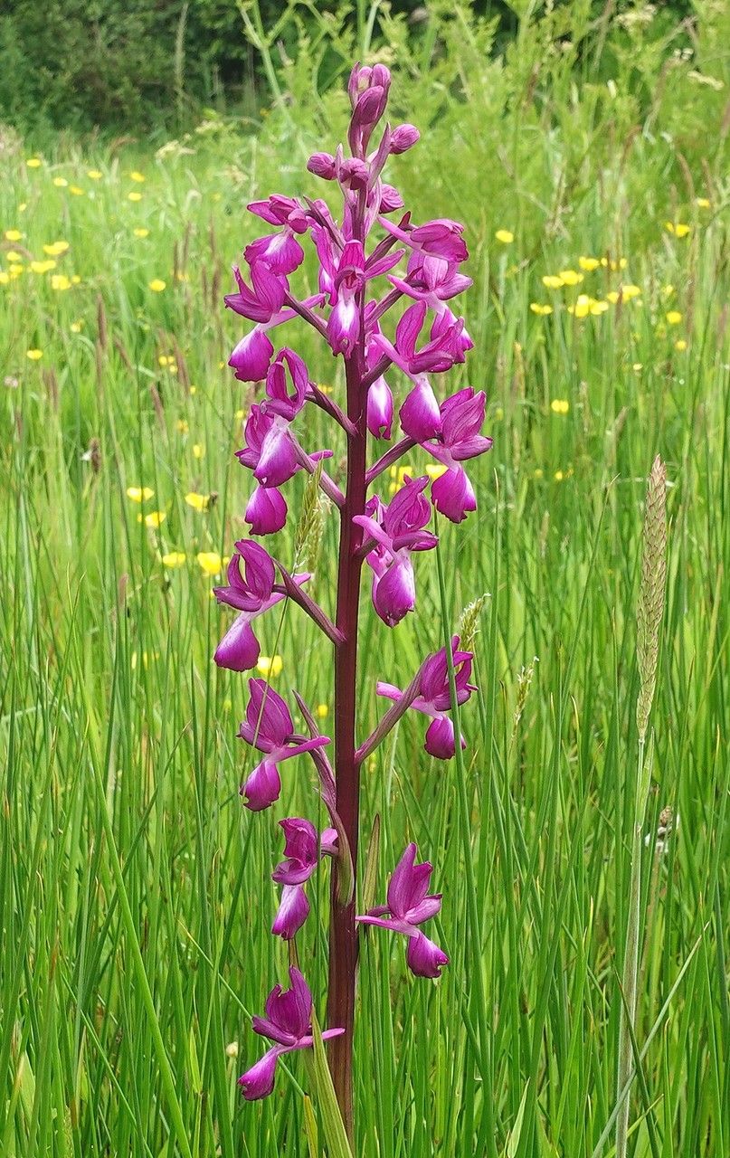 Anacamptis laxiflora flower