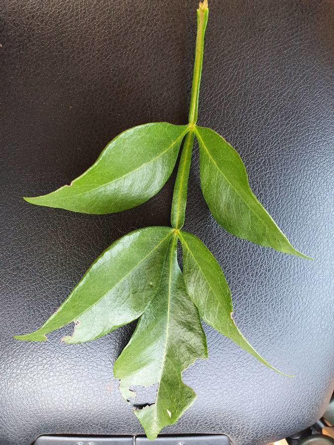 Schrebera alata leaf