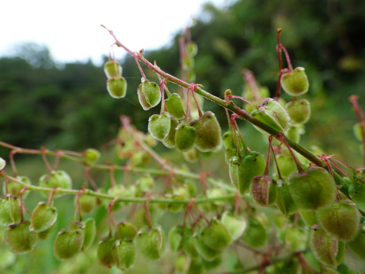 Rumex abyssinicus fruit