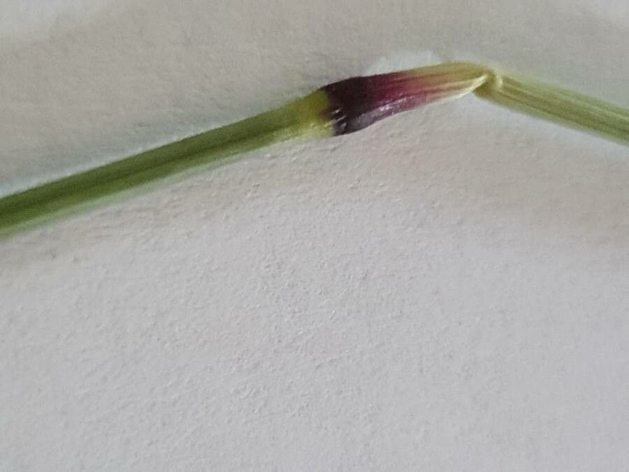 Panicum coloratum other