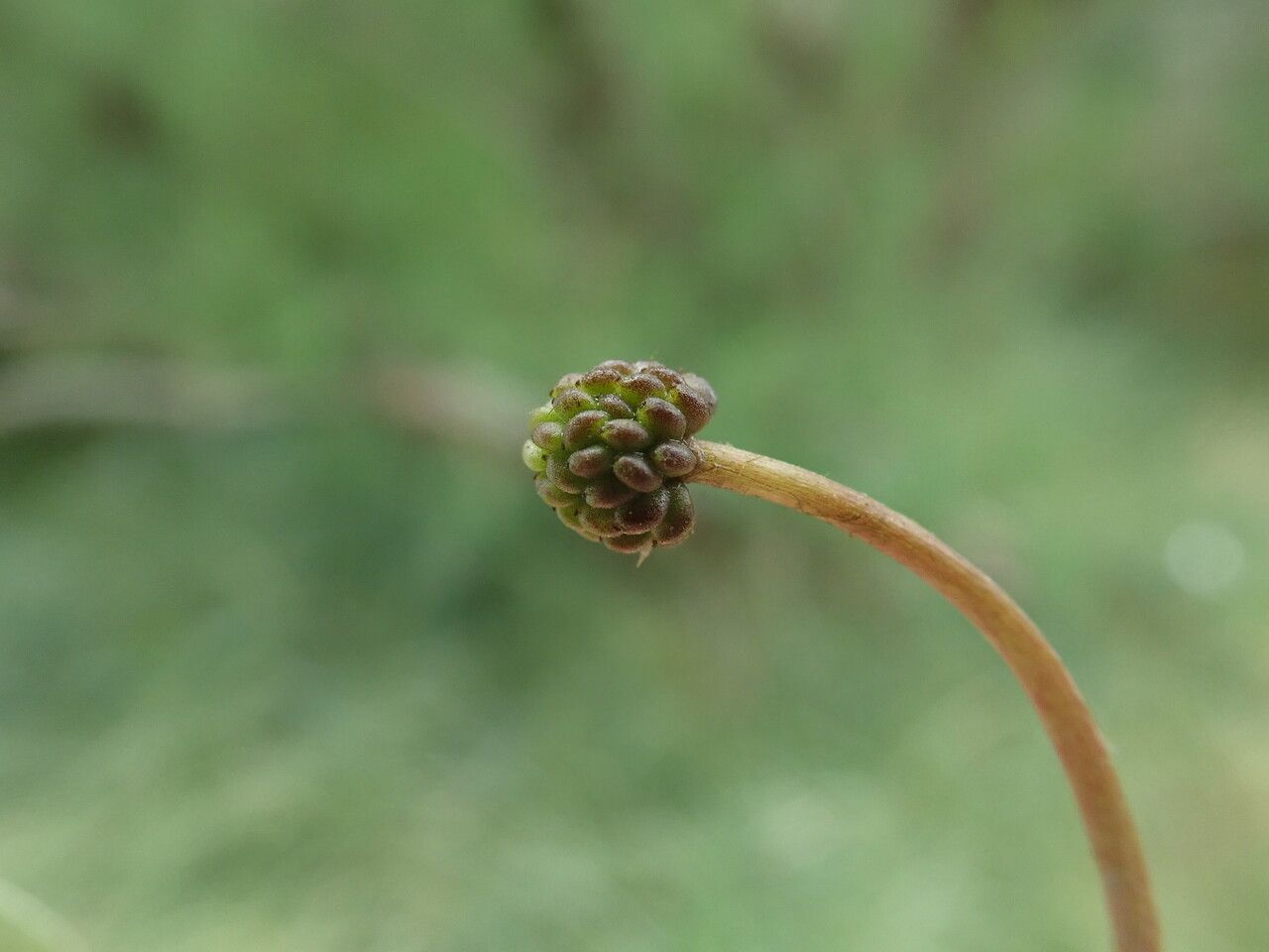 Ranunculus aquatilis fruit