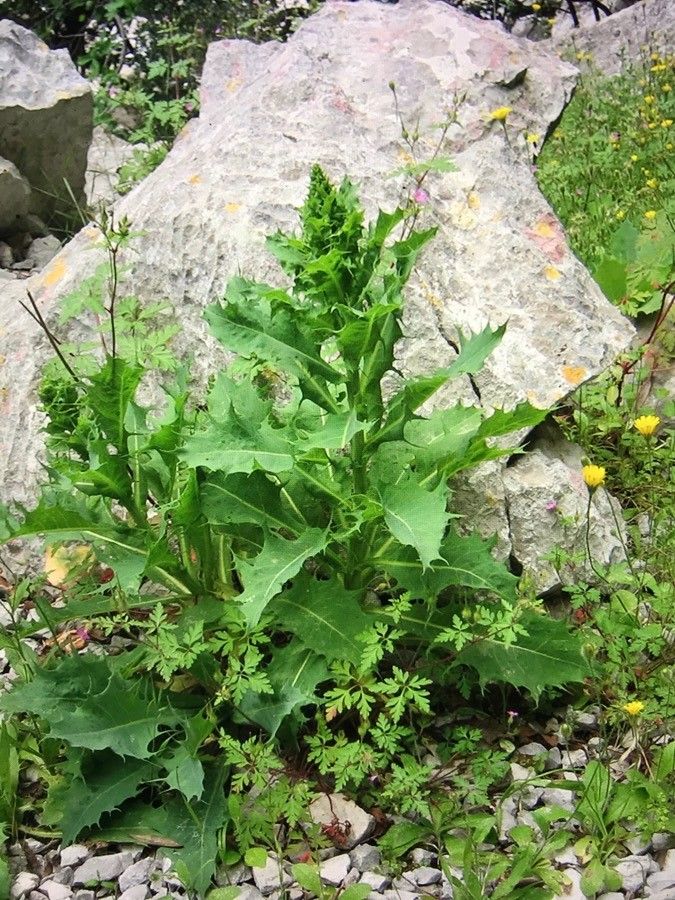 Lactuca longidentata — houseplant care guide