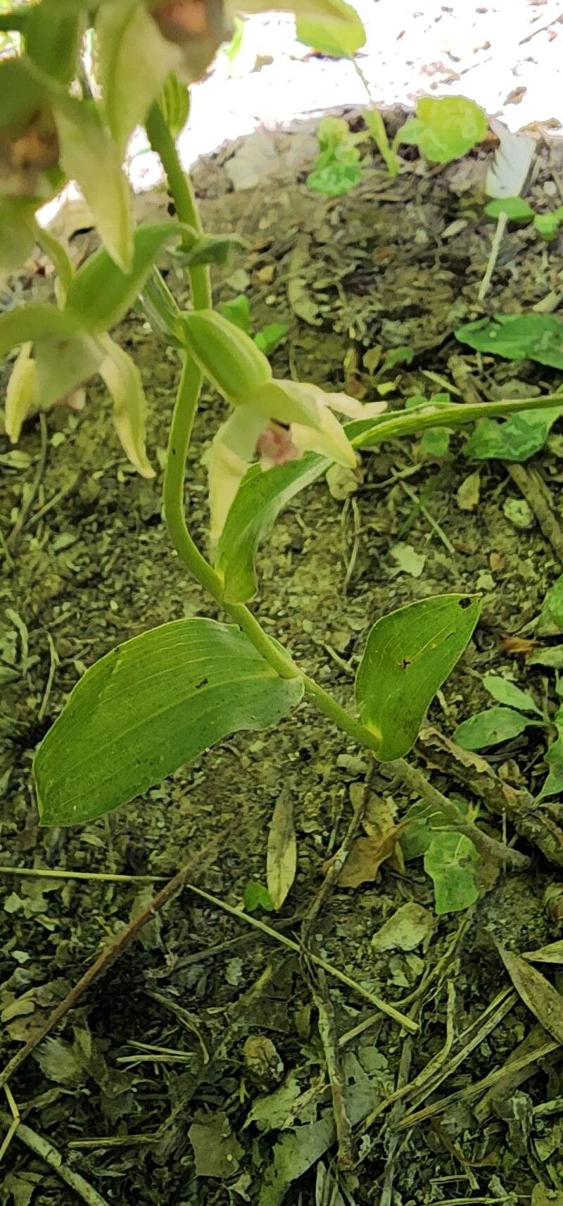 Epipactis persica bark