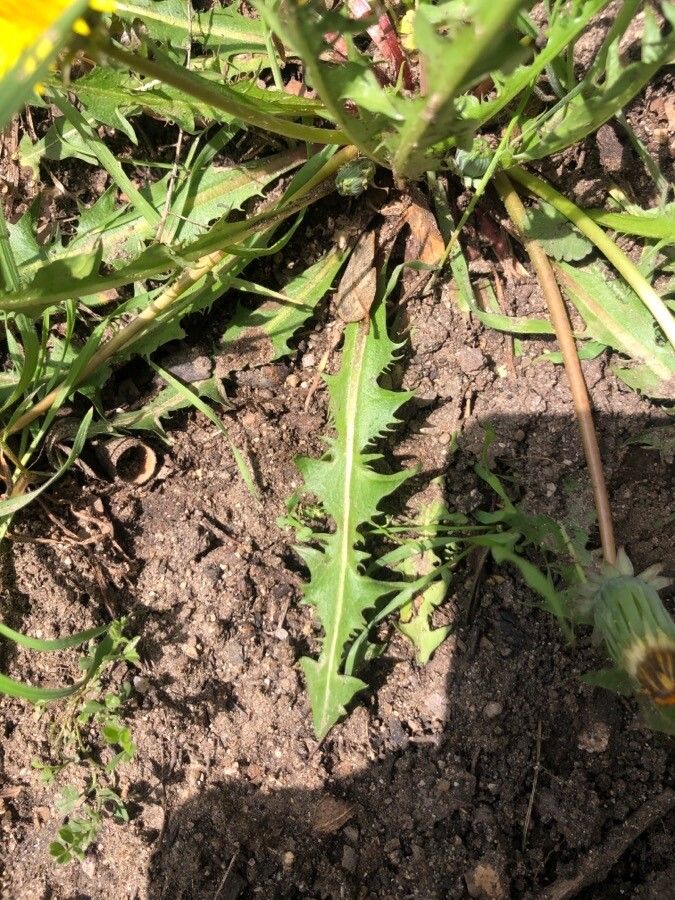 Taraxacum hispanicum — search result for 'Taraxacum'