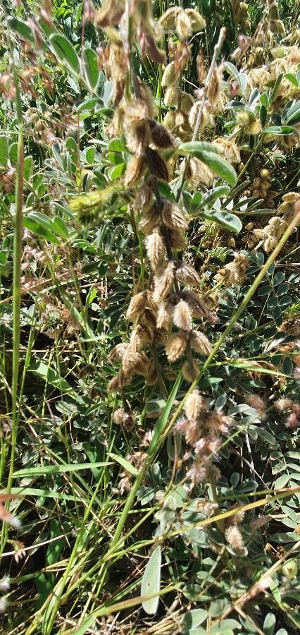 Tephrosia polyphylla fruit