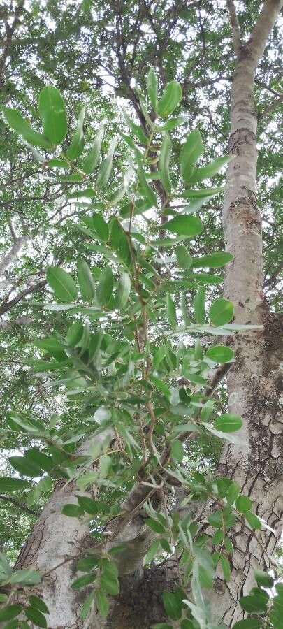 Baikiaea plurijuga — search result for 'Zimbabwe'