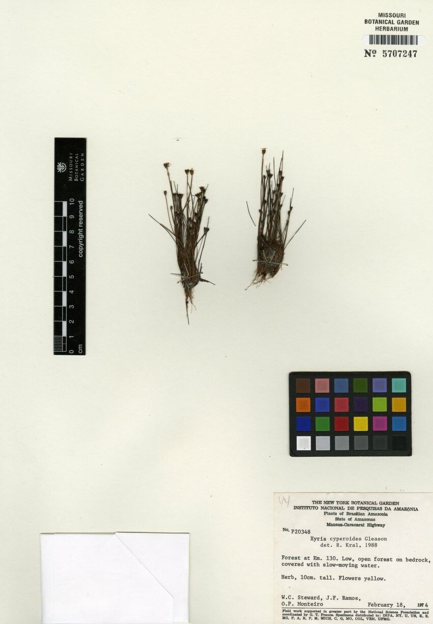 Xyris cyperoides — search result for 'Xyris'