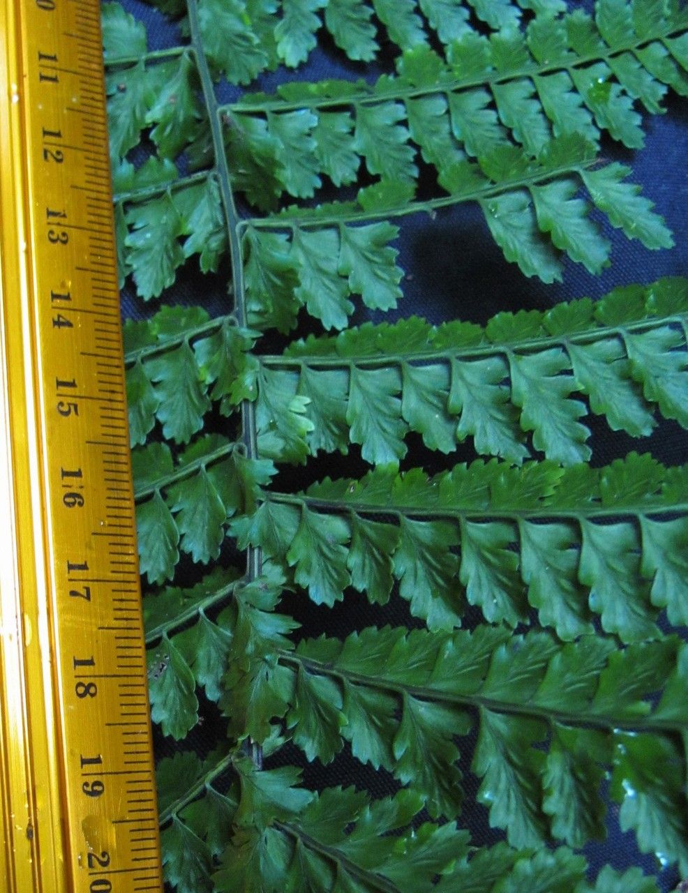 Asplenium blepharophorum leaf