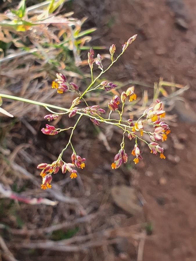 Panicum coloratum flower