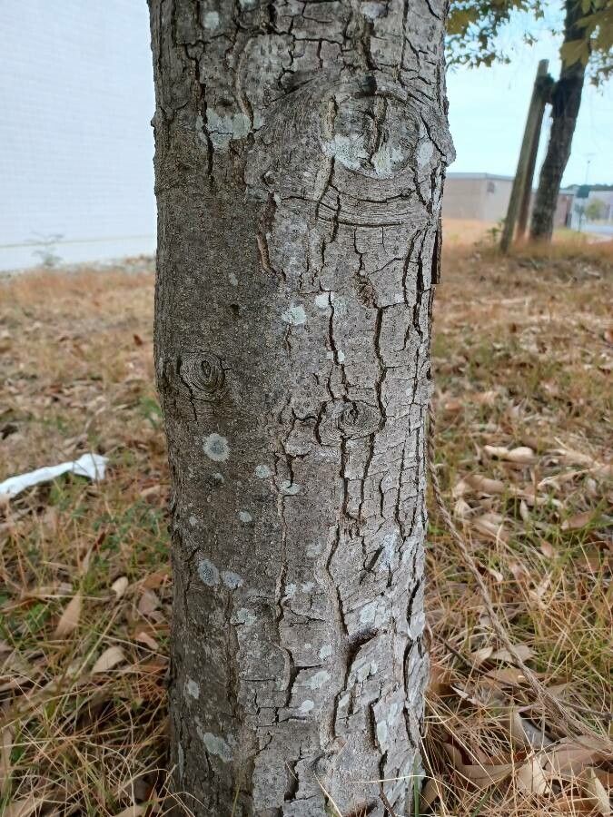 Quercus gilva bark