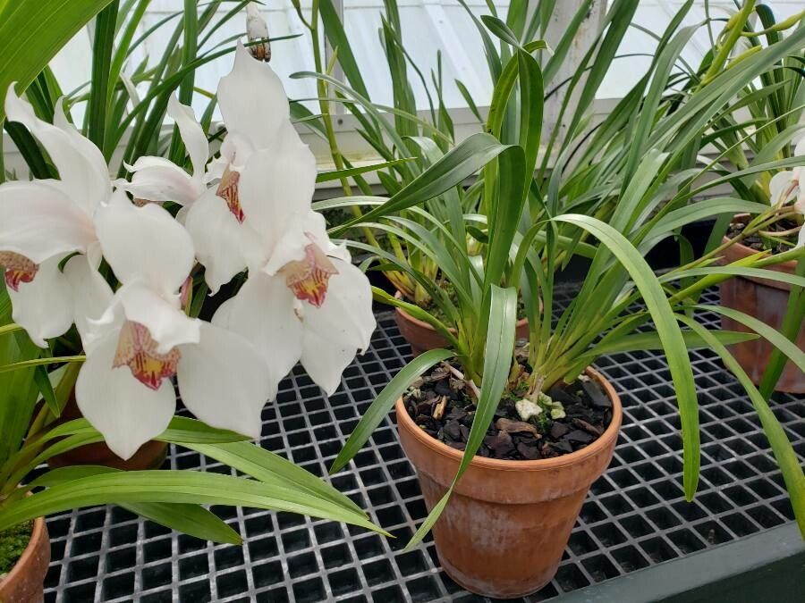 Cymbidium erythrostylum habit