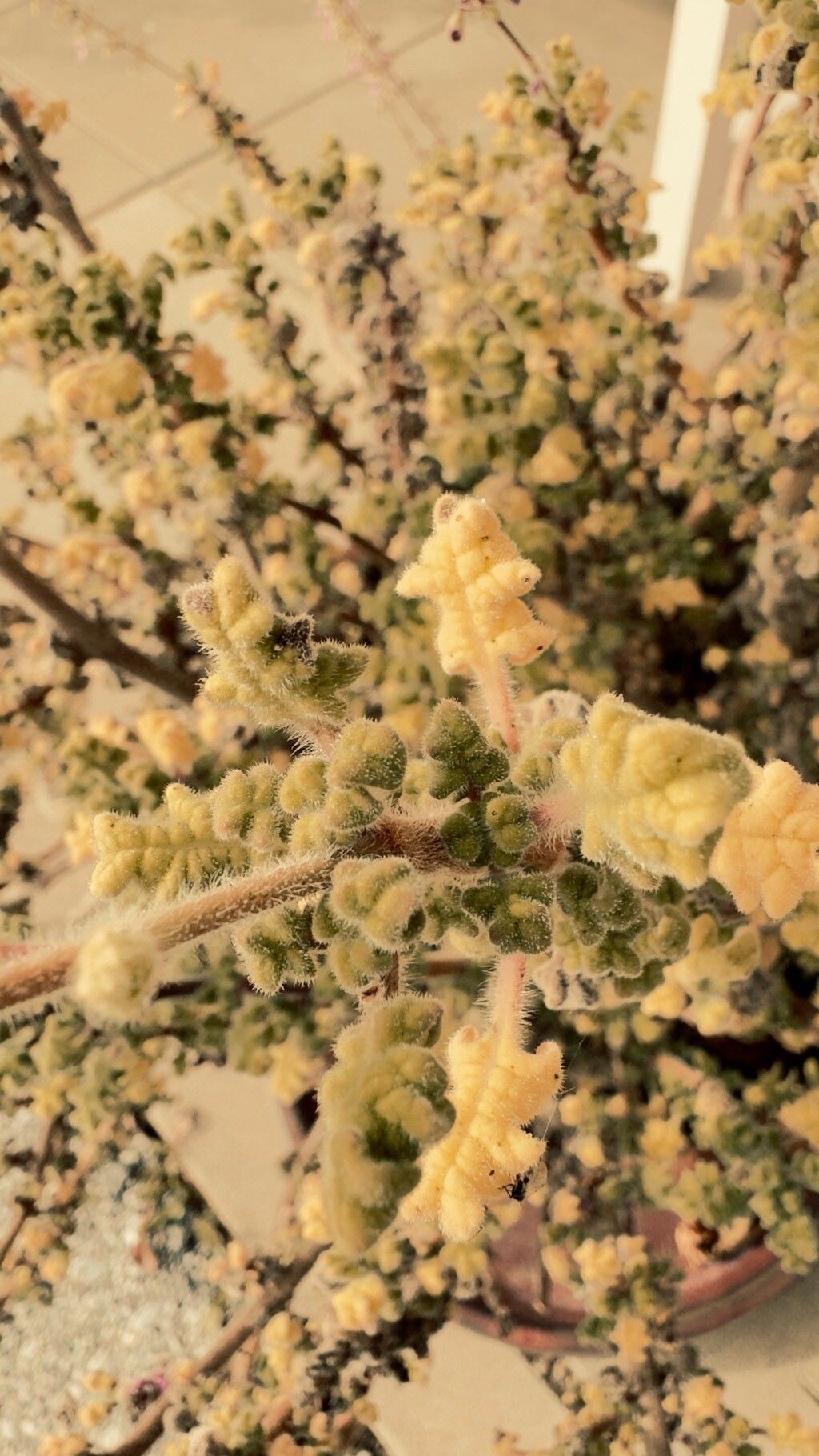 Solanum trinominum leaf
